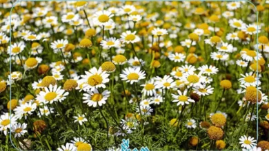 خواص بابونه