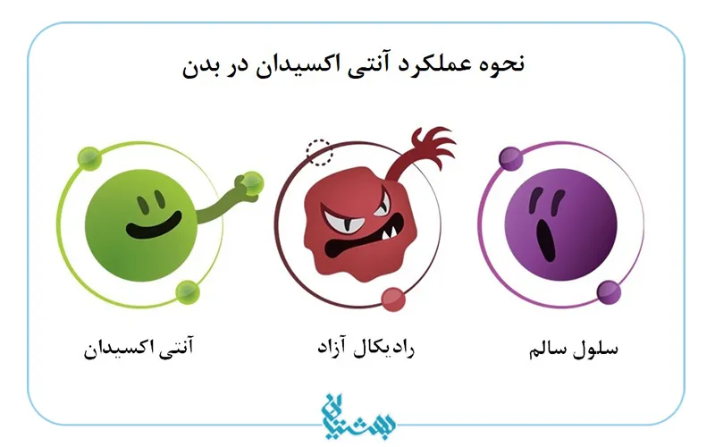 آنتی اکسیدان و عملکرد آن در بدن