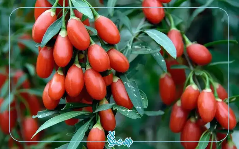 گوجی بری میوه با آنتی اکسیدان