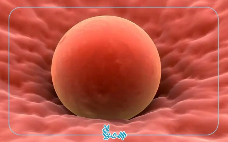 رحم در اولین هفته بارداری