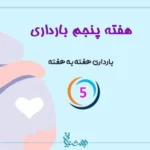 هفته پنجم بارداری