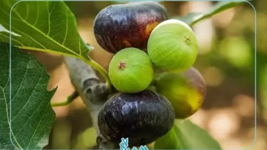 خواص انجیر
