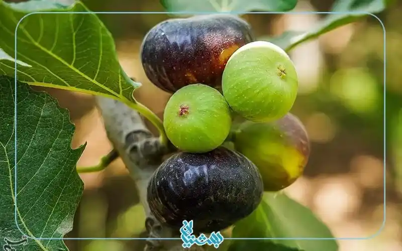 خواص انجیر