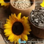 خواص تخمه آفتابگردان