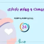 هفته بیست و چهارم بارداری