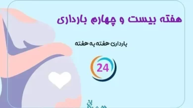 هفته بیست و چهارم بارداری