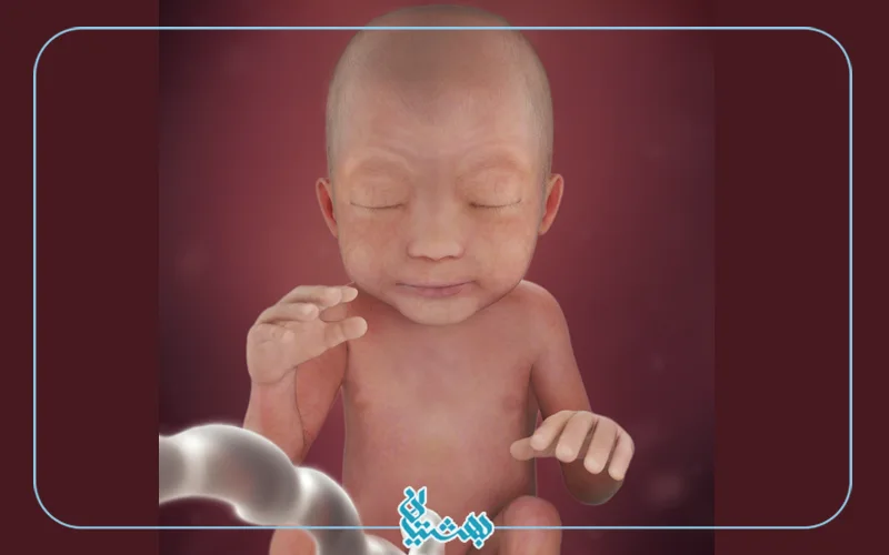 هفته بیست و چهارم بارداری و شکل جنین