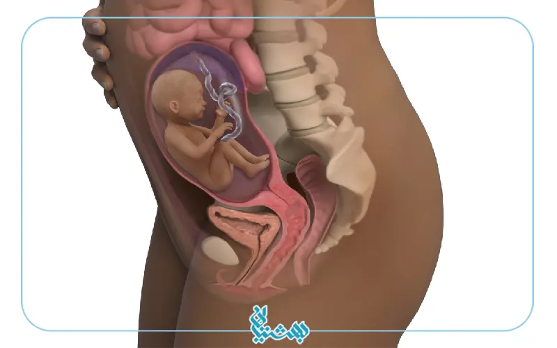 هفته بیست و چهارم بارداری و شکل اندام مادر