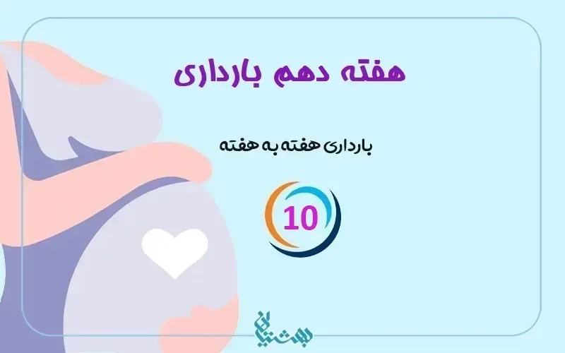 هفته دهم بارداری