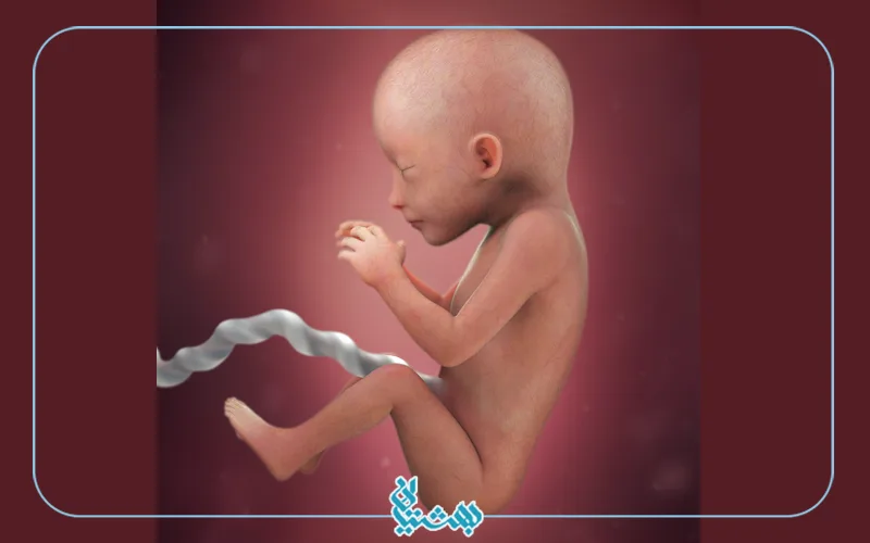 هفته نوزدهم بارداری و شکل جنین