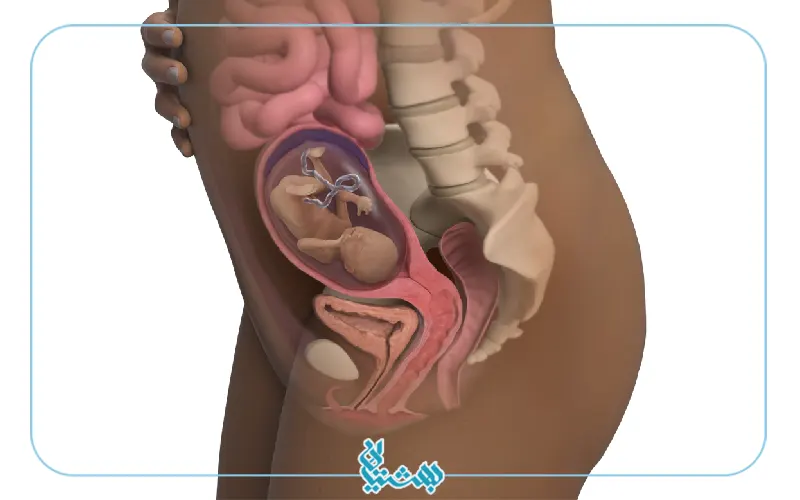 هفته نوزدهم بارداری و شکل اندام مادر
