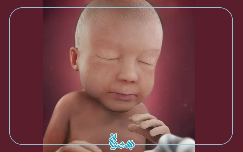 هفته بیست و هشتم بارداری و شکل جنین