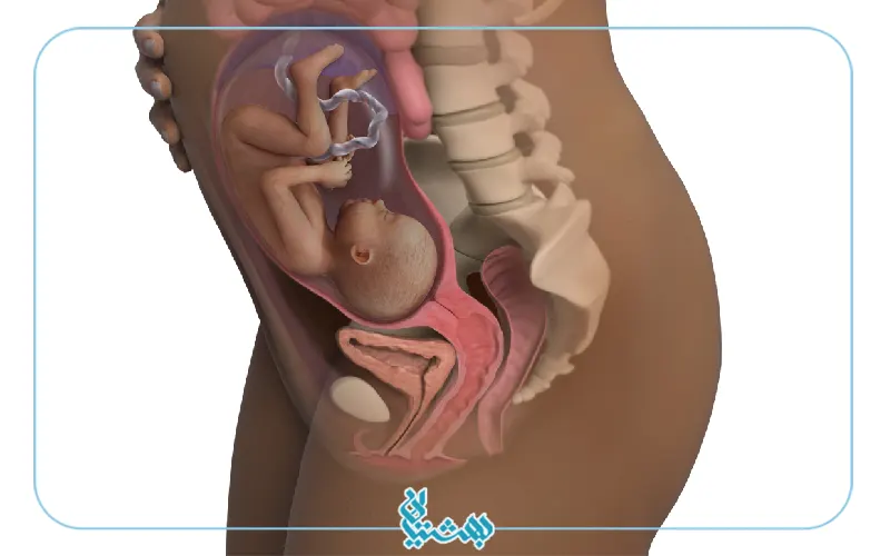 هفته بیست و هشتم بارداری و شکل اندام مادر