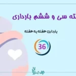 هفته سی و ششم بارداری