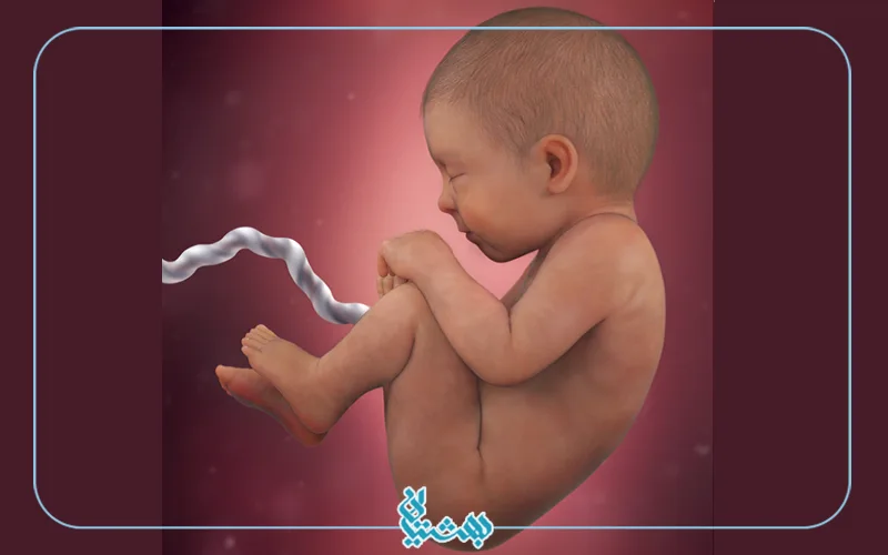 هفته سی و هشتم بارداری و شکل جنین