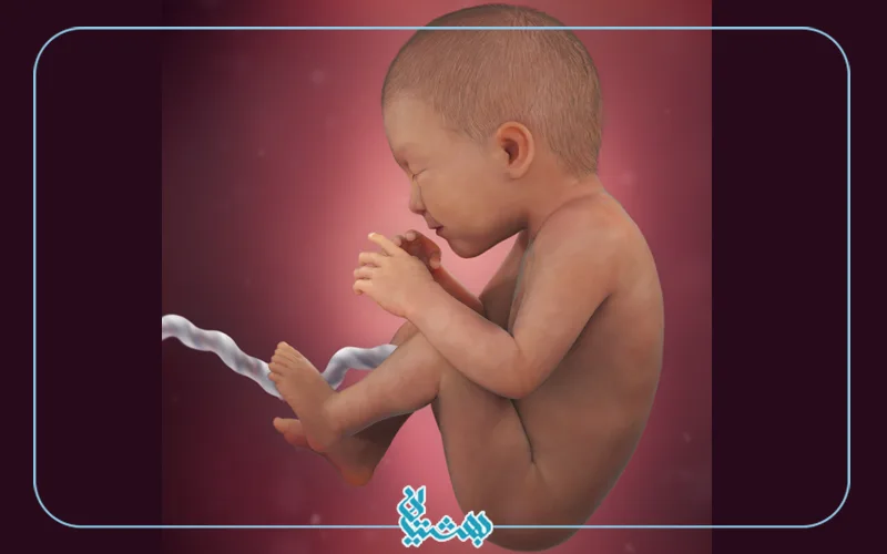 هفته سی و پنجم بارداری و شکل جنین