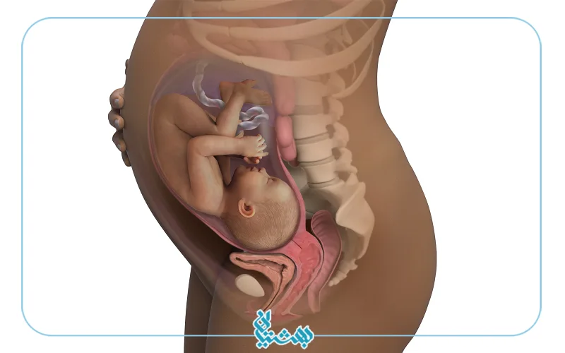 هفته سی و پنجم بارداری و شکل اندام مادر