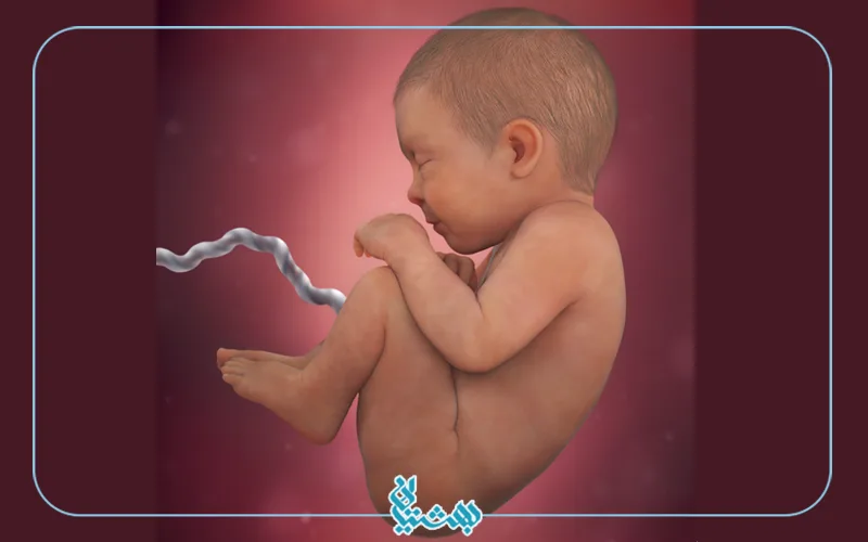 هفته چهلم بارداری و شکل جنین