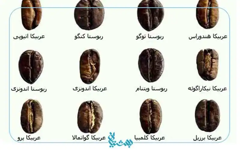 انواع دانه های قهوه
