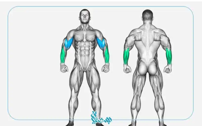 عضلات هدف جلو بازو دمبل نشسته