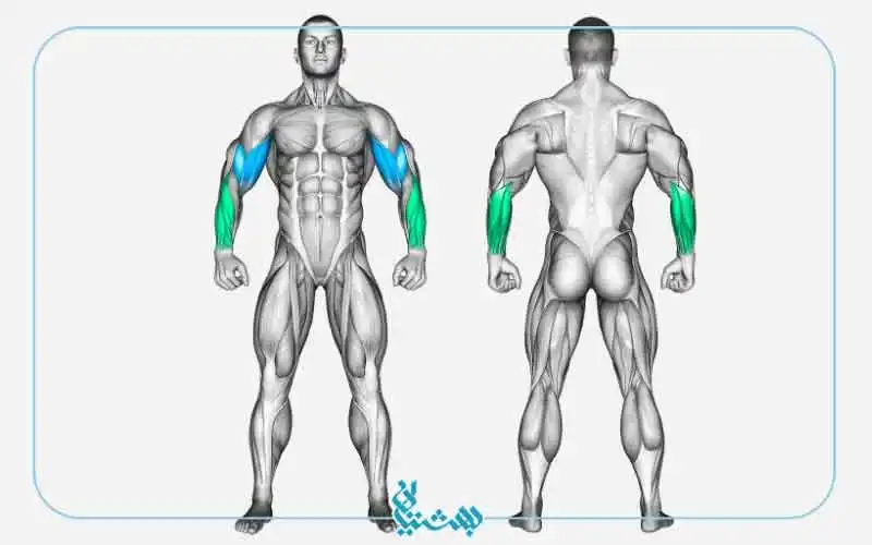 جلو بازو هالتر